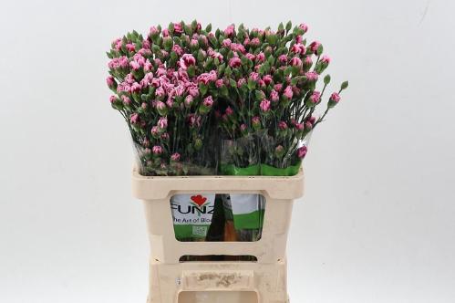 Dianthus tros overig