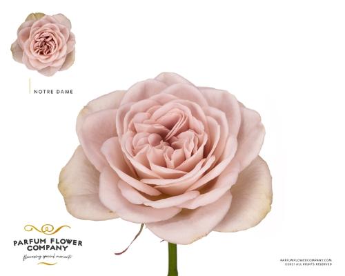 Rosa grootbloemig Notre Dame+