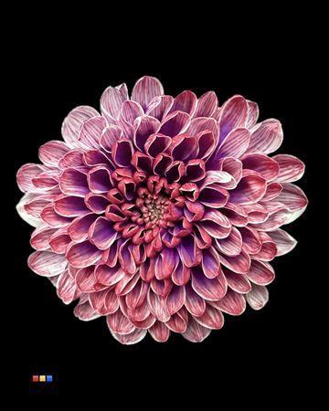 Chrysanthemum Indicum Grp tros kas kleurbehandeld H%