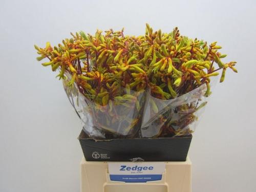 Anigozanthos 'Orange Velvet'