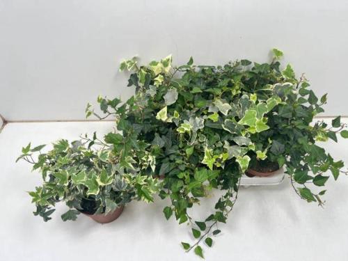 Hedera helix gemengd