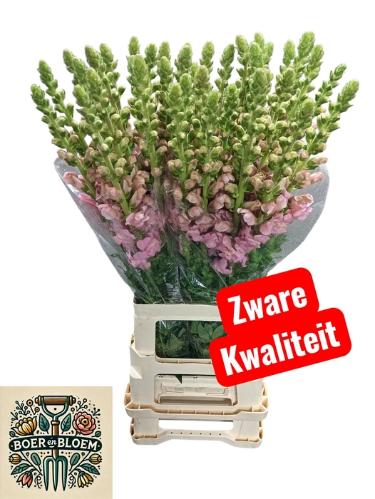 Antirrhinum majus 'Potomac Early Pink'