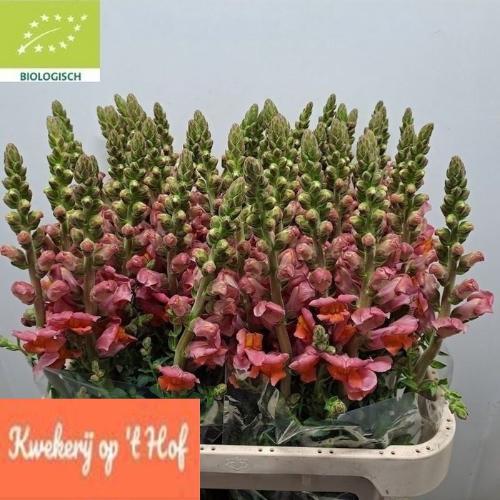 Antirrhinum majus 'Potomac Dark Orange'