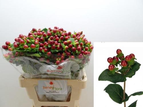 Hypericum x inodorum Magical Seasons