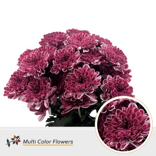 Chrysanthemum Indicum Grp tros kas kleurbehandeld H%