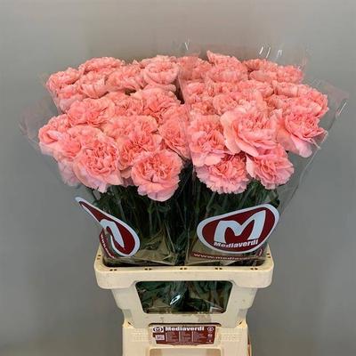Dianthus standaard Andante