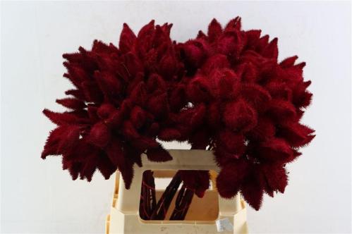 Decoratiegroen kleurbehandeld H%