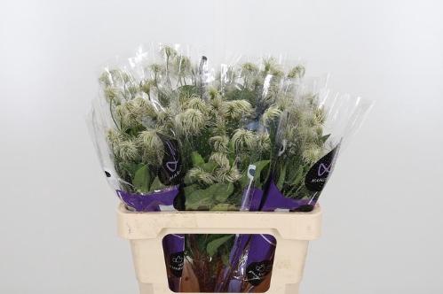 Clematis (Diversifolia Grp) Amazing Kibo (zaadpluis)