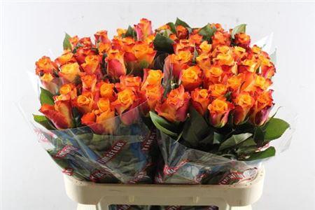 Rosa grootbloemig Mariyo!