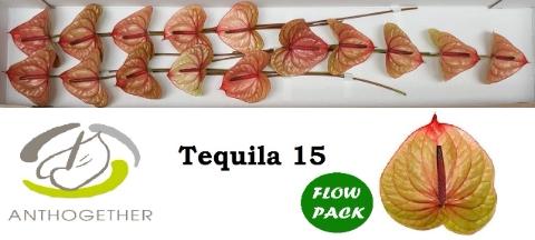 Anthurium (Andreanum Grp) Tequila