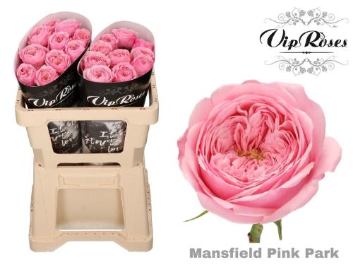 Rosa kleinbloemig Mansfield Pink Park
