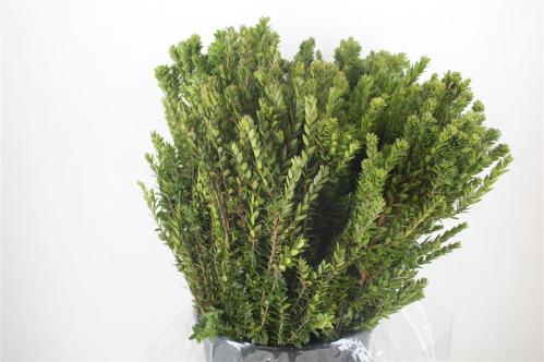 Myrtus communis