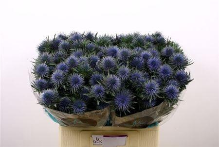 Eryngium planum Magnetar Questar