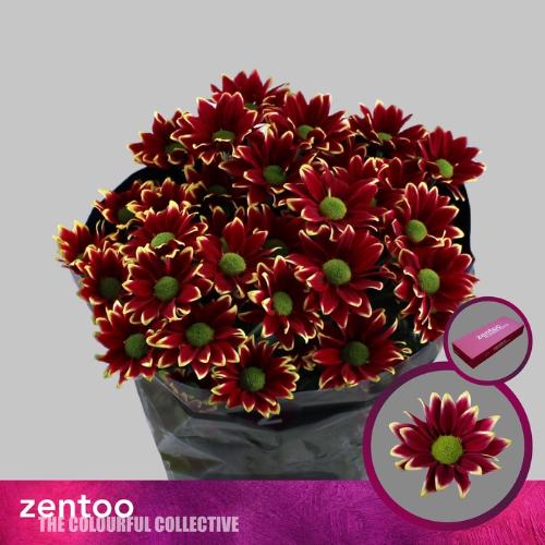 Chrysanthemum Indicum Grp tros kas Haydar Yellow