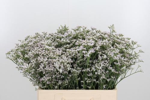 Limonium caspium 'White Neto'