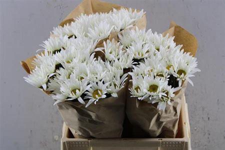 Leucanthemum (Superbum Grp) Harmony