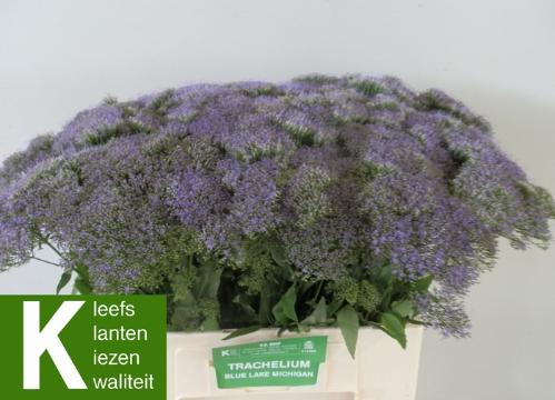 Trachelium caeruleum Blue Lake Michigan