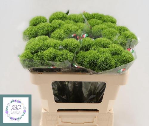 Dianthus barbatus Kiwi Mellow