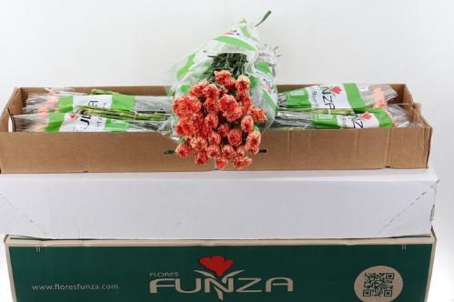 Dianthus standaard Hermes Orange