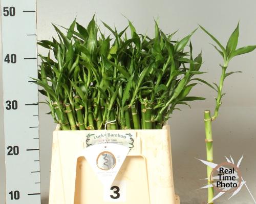 Dracaena sanderiana Lucky Bamboo