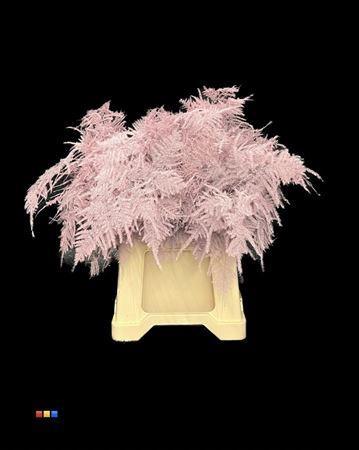 Asparagus overig kleurbehandeld H%