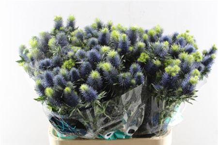 Eryngium Supernova Questar