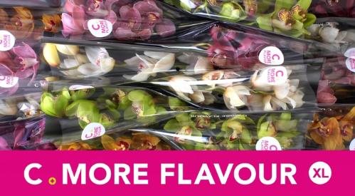 Cymbidium grootbloemig per tak gemengd