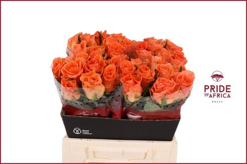 Rosa grootbloemig On Fire