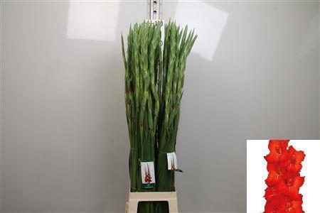Gladiolus grootbloemig 'Chinon'