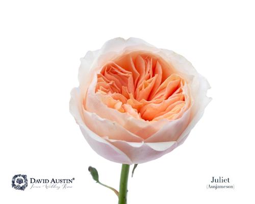 Rosa grootbloemig Juliet
