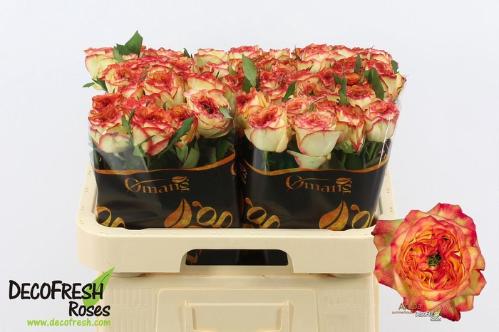 Rosa grootbloemig Aruba Summerhouse