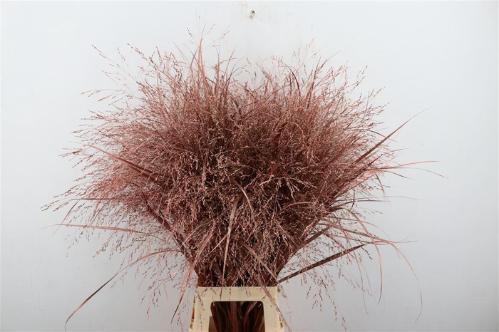 Snijbloemen overig kleurbehandeld H%