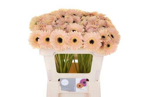 Gerbera mini Espresso