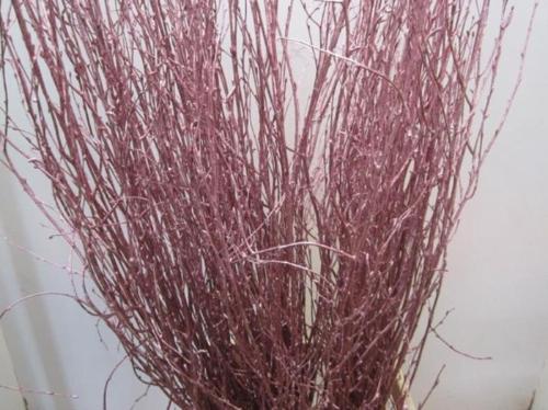 Betula kleurbehandeld H%