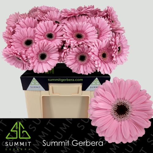 Gerbera grootbloemig Alison