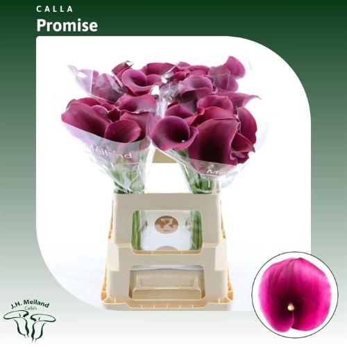 Zantedeschia 'Captain Promise'