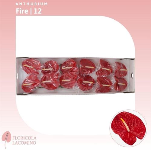 Anthurium Andreanum Grp Fire