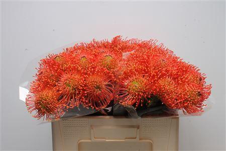 Leucospermum cordifolium 'Emily'