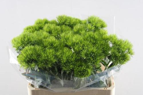 Dianthus barbatus Green Wicky