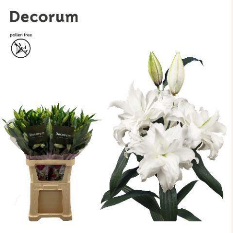 Lilium (Oriental Grp) dubbel Roselily Angela