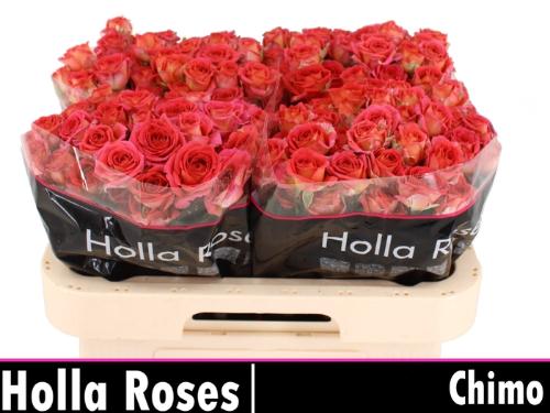 Rosa tros Chimo