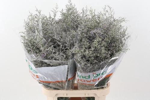 Limonium 'Misty Blue'