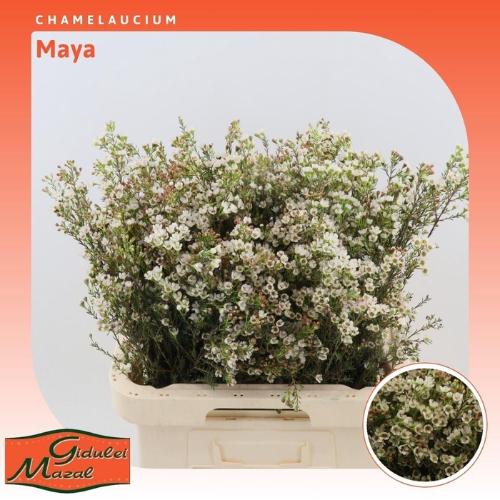 Chamelaucium 'Maya'