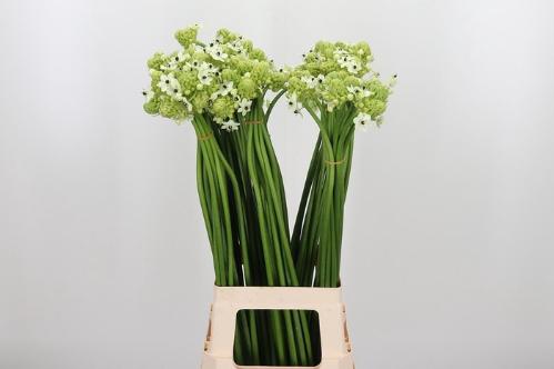 Ornithogalum saundersiae