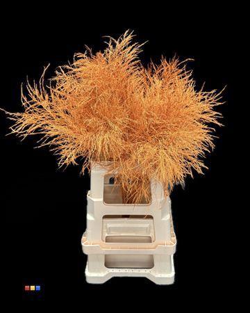 Decoratiegroen kleurbehandeld per bos H%