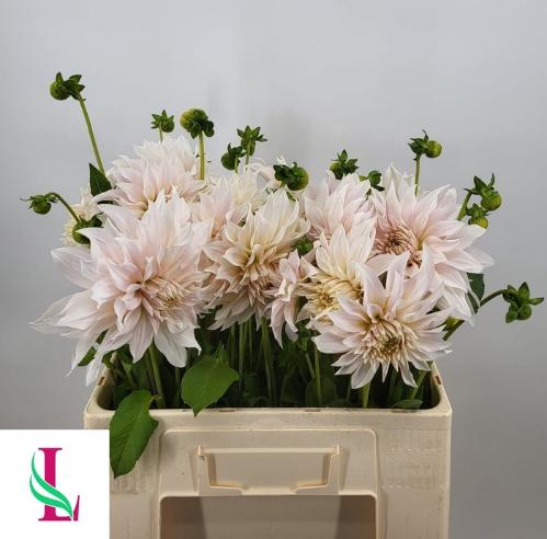 Dahlia Decor Grp 'Café au Lait'