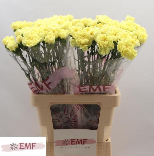 Dianthus standaard Bello+