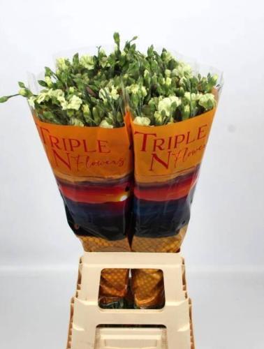 Dianthus Solomio Bern