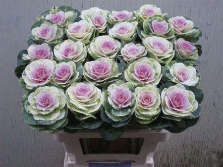 Brassica oleracea Empire Anna