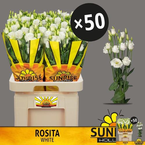 Eustoma russellianum gevuldbloemig 'Rosita White'